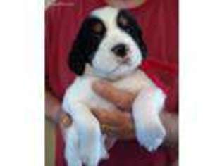 English Springer Spaniel Puppy for sale in Fort Lupton, CO, USA