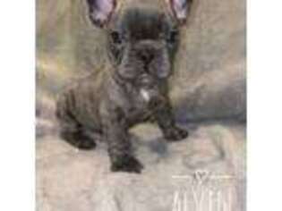 French Bulldog Puppy for sale in Dearborn, MI, USA