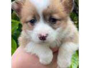Pembroke Welsh Corgi Puppy for sale in Stanwood, WA, USA