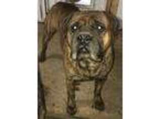 Bullmastiff Puppy for sale in Bliss, NY, USA