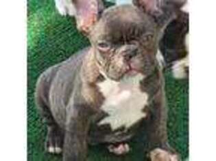 French Bulldog Puppy for sale in Leesburg, FL, USA