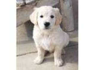 Golden Retriever Puppy for sale in Rockwall, TX, USA