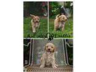Cavapoo Puppy for sale in Russellville, AR, USA