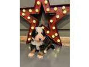Bernese Mountain Dog Puppy for sale in Lititz, PA, USA