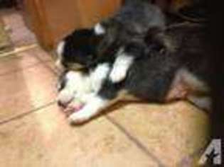 Siberian Husky Puppy for sale in RICHMOND, VA, USA