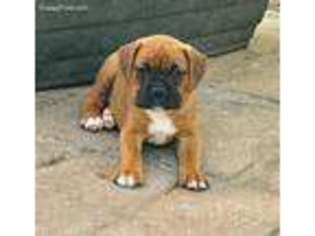 Boxer Puppy for sale in Delta, CO, USA
