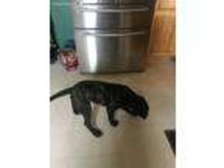 Bullmastiff Puppy for sale in Wills Point, TX, USA