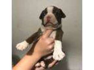 Boston Terrier Puppy for sale in Reddick, FL, USA