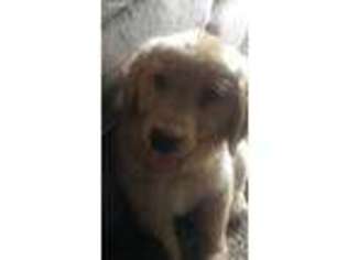Golden Retriever Puppy for sale in Masury, OH, USA