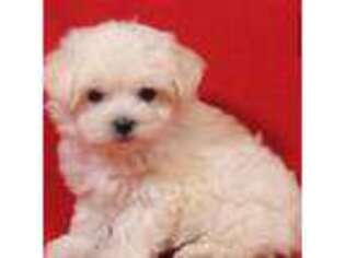 Maltese Puppy for sale in Baldwin, NY, USA