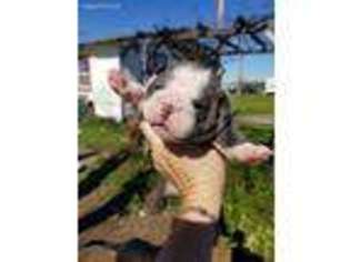 Bulldog Puppy for sale in Farmington, CA, USA