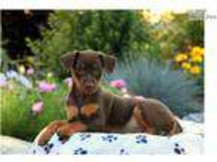 Miniature Pinscher Puppy for sale in Lancaster, PA, USA