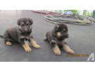German Shepherd Dog Puppy for sale in CASTLE ROCK, CO, USA