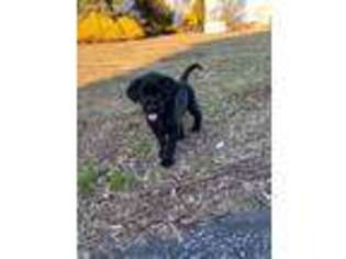 Labrador Retriever Puppy for sale in Middletown, DE, USA