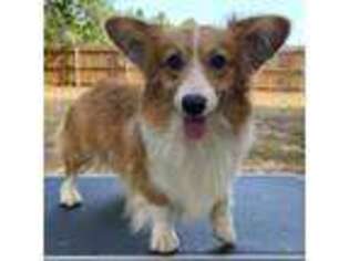 Pembroke Welsh Corgi Puppy for sale in Augusta, KS, USA