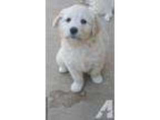 American Eskimo Dog Puppy for sale in DIAMOND BAR, CA, USA