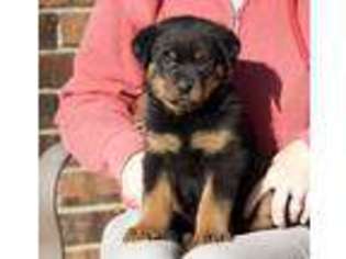 Rottweiler Puppy for sale in Reeds Spring, MO, USA