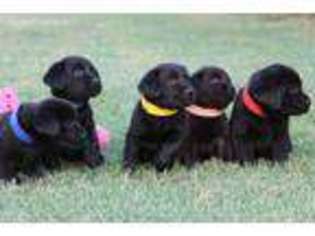 Labrador Retriever Puppy for sale in Whitewright, TX, USA