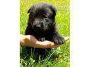 German Shepherd Dog Puppy for sale in Mount Vernon, MO, USA