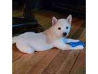 Shiba Inu Puppy for sale in Edgewater, NJ, USA
