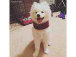 Samoyed Puppy for sale in Altoona, WI, USA