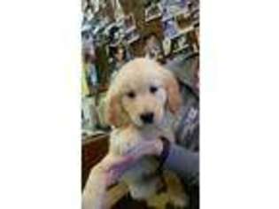 Golden Retriever Puppy for sale in Pelham, NH, USA