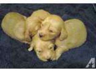 Dachshund Puppy for sale in MAYSVILLE, GA, USA