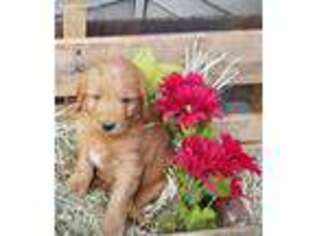 Goldendoodle Puppy for sale in Knoxville, IA, USA