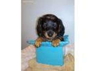 Dachshund Puppy for sale in Cambridge City, IN, USA
