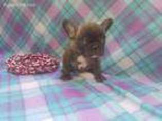 French Bulldog Puppy for sale in North Collins, NY, USA