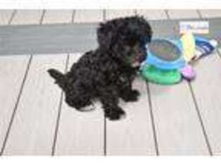 Labradoodle Puppy for sale in Canton, OH, USA