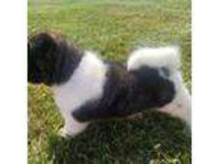 Akita Puppy for sale in Bidwell, OH, USA