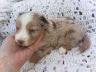 Miniature Australian Shepherd Puppy for sale in Orlando, FL, USA