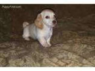 Dachshund Puppy for sale in Haysville, KS, USA