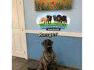 Mastiff Puppy for sale in Wildwood, FL, USA