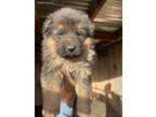 German Shepherd Dog Puppy for sale in Yakima, WA, USA
