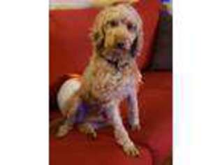 Goldendoodle Puppy for sale in Advance, NC, USA