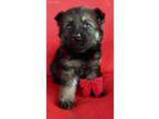 German Shepherd Dog Puppy for sale in Butler, KY, USA