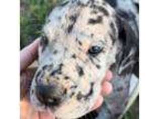 Great Dane Puppy for sale in Howe, TX, USA
