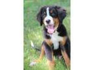 Bernese Mountain Dog Puppy for sale in Muscatine, IA, USA