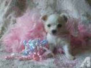 Chihuahua Puppy for sale in CLAREMORE, OK, USA