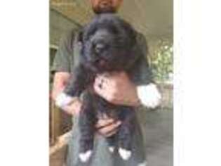 Akita Puppy for sale in Grand Bay, AL, USA