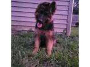 German Shepherd Dog Puppy for sale in Fairdale, KY, USA