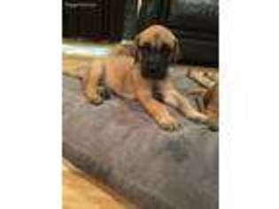 Great Dane Puppy for sale in Centereach, NY, USA