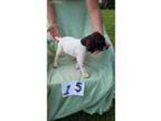 German Shorthaired Pointer Puppy for sale in Columbiaville, MI, USA