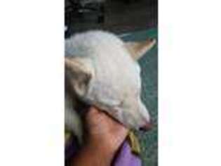 Shiba Inu Puppy for sale in Mountlake Terrace, WA, USA