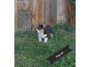 Pembroke Welsh Corgi Puppy for sale in Turlock, CA, USA