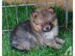 Pomeranian Puppy for sale in MONROE, WA, USA