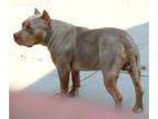 Mutt Puppy for sale in San Pablo, CA, USA