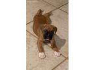 Boxer Puppy for sale in Interlachen, FL, USA